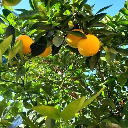 Stella Marina * غاباس