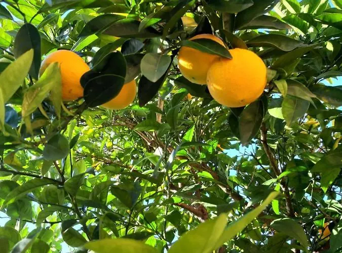 Stella Marina * 라벡