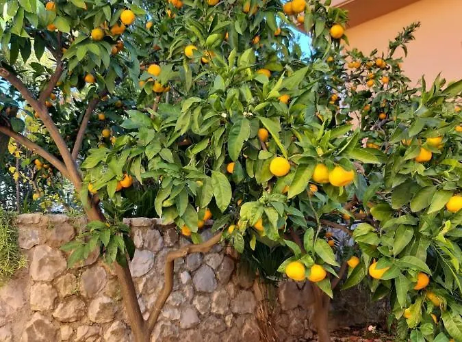Stella Marina